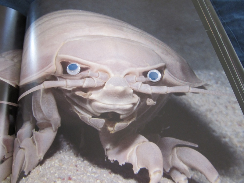 Illustration for article titled Deep Sea Fauna with Googly Eyes